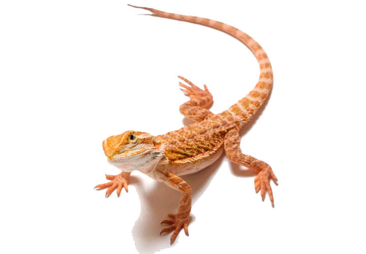 Download PNG image - Bearded Dragon PNG Clipart 