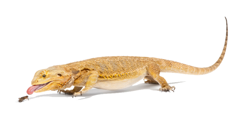 Download PNG image - Bearded Dragon PNG File 