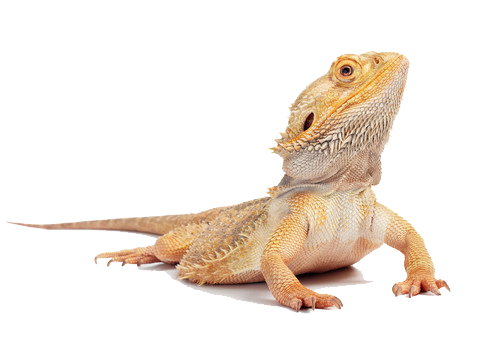 Download PNG image - Bearded Dragon PNG HD 