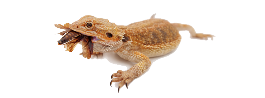 Download PNG image - Bearded Dragon PNG Image 