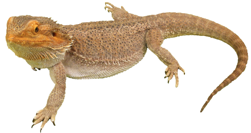 Download PNG image - Bearded Dragon PNG Photos 