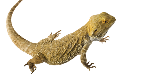 Download PNG image - Bearded Dragon Transparent PNG 