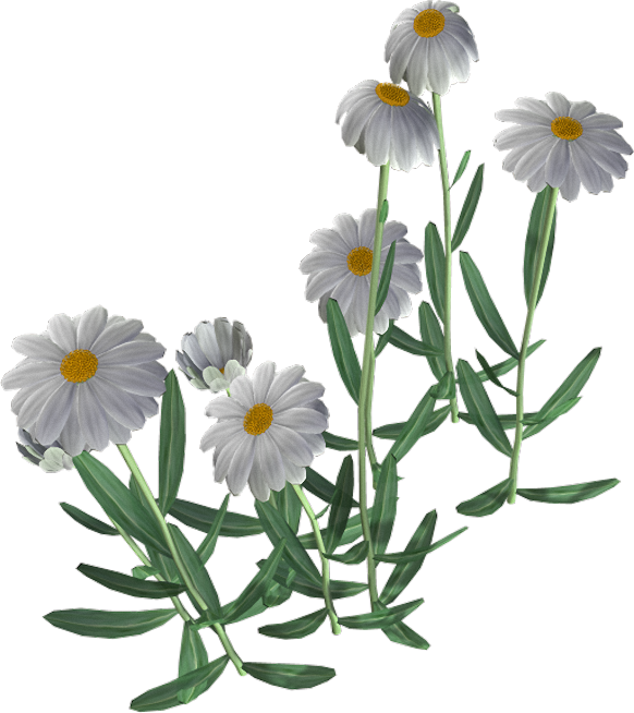 Download PNG image - Beautiful Camomile Flower PNG 