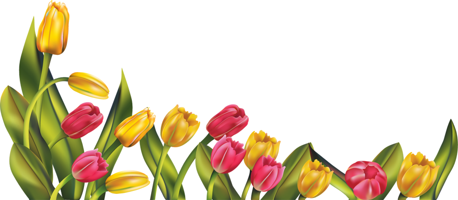 Download PNG image - Beautiful Tulip PNG 