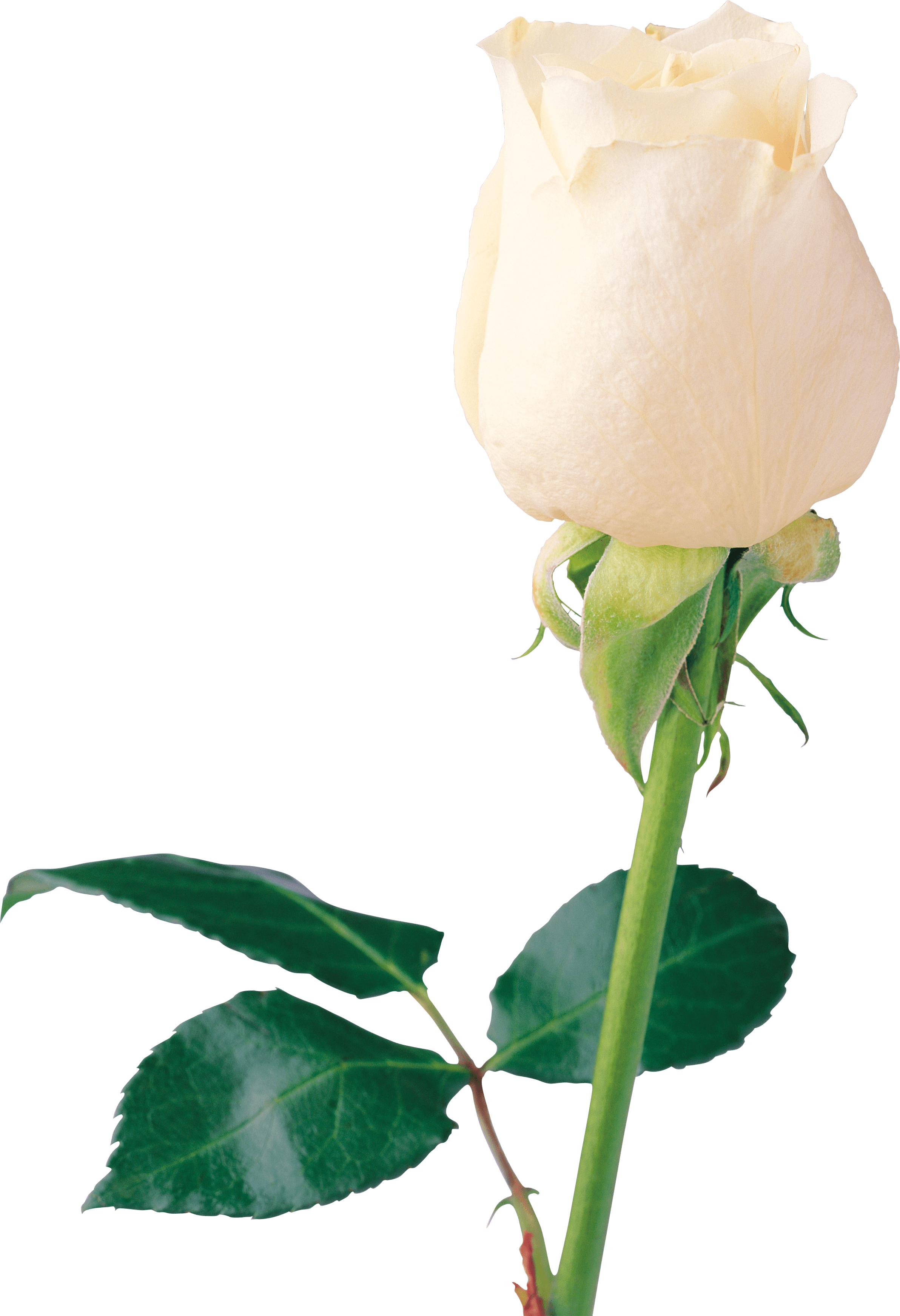 Download PNG image - Beautiful White Rose PNG 