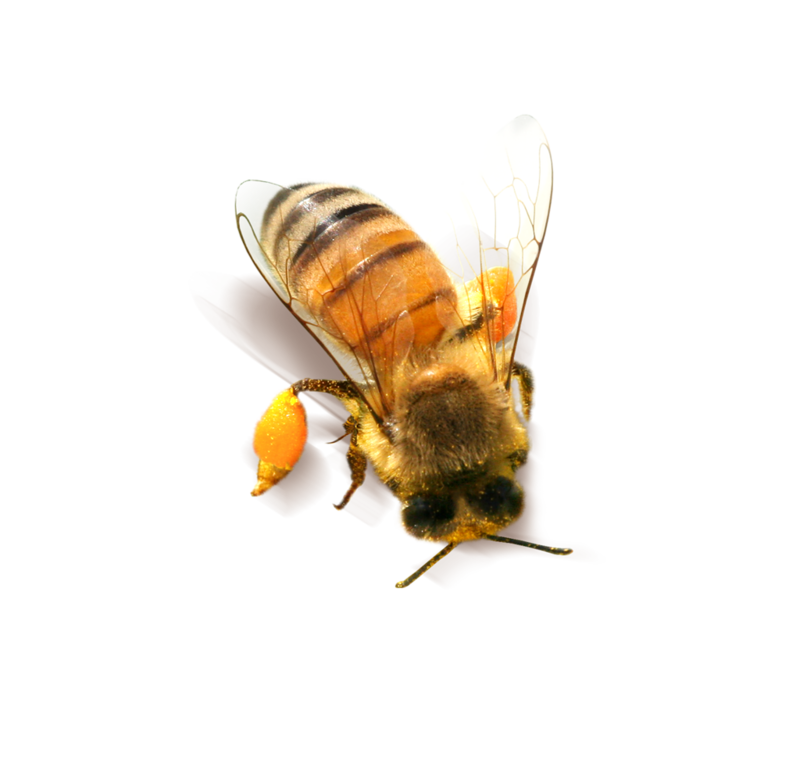Download PNG image - Bee PNG Clipart 