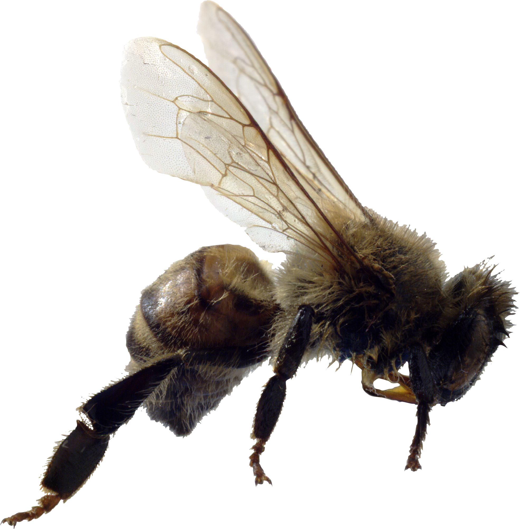 Download PNG image - Bee PNG File 