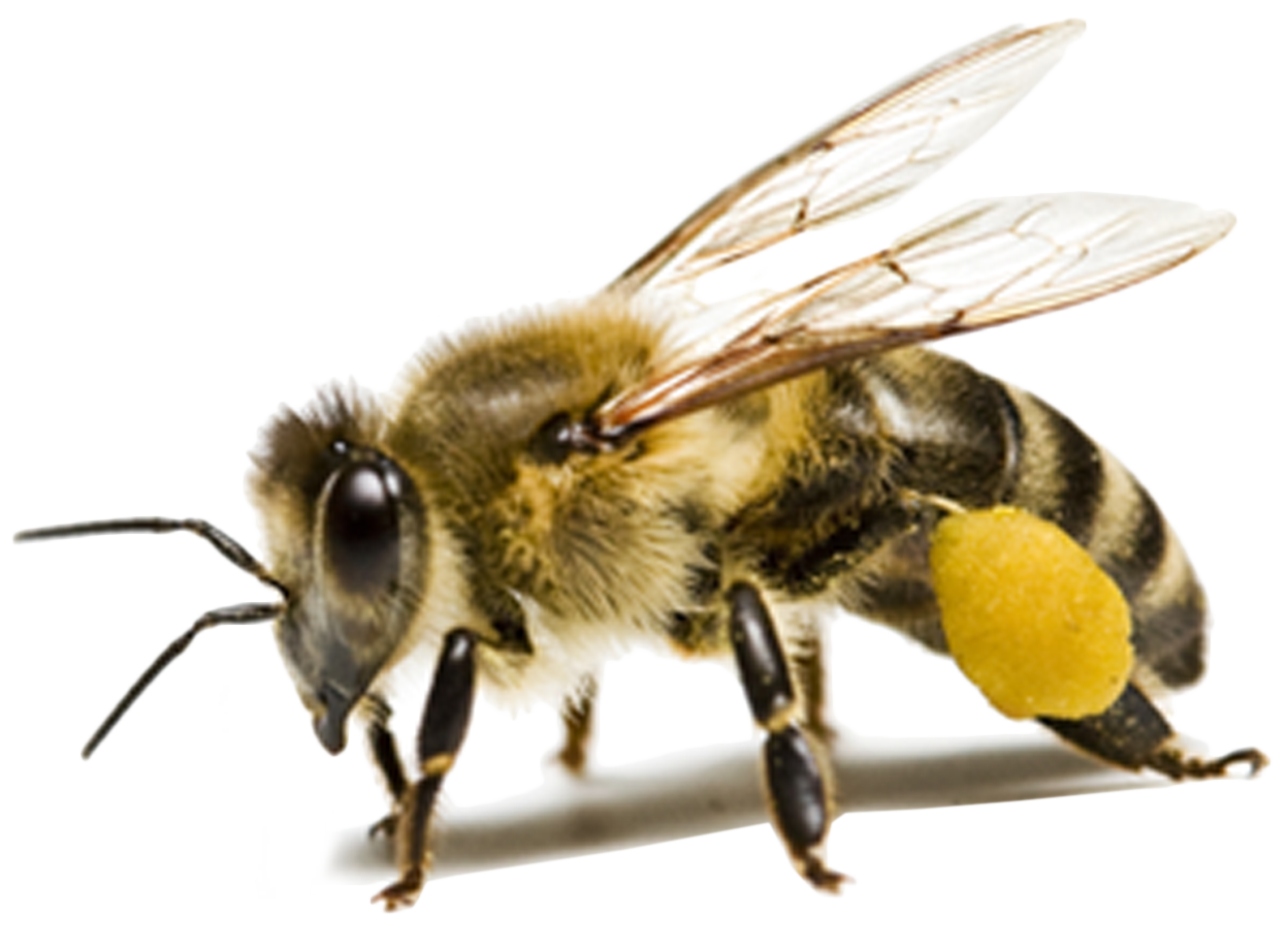 Download PNG image - Bee PNG HD 