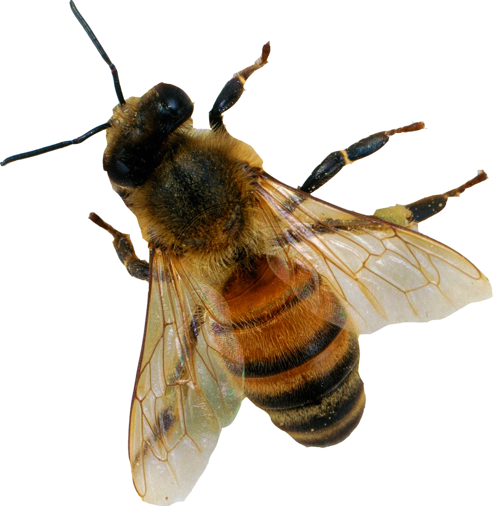 Download PNG image - Bee PNG Image 