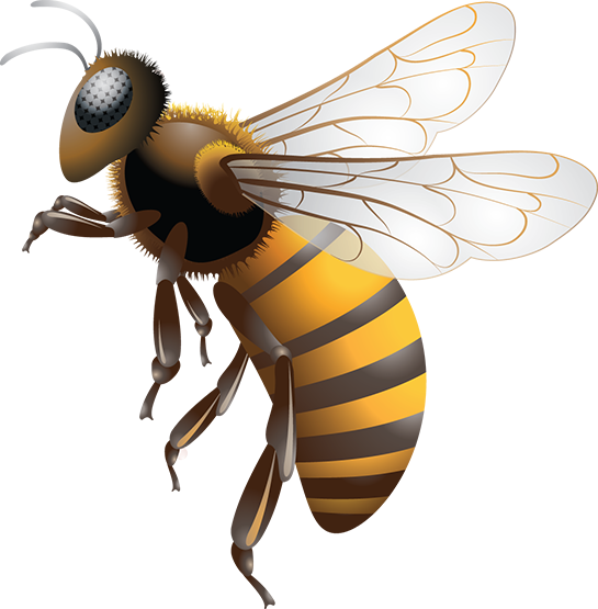 Download PNG image - Bee PNG Photo 
