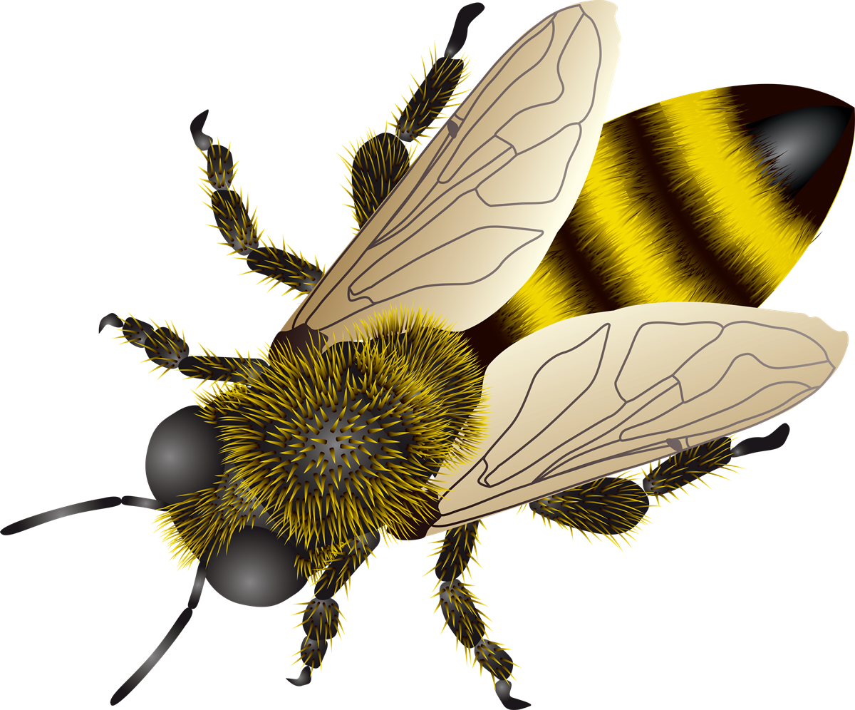 Download PNG image - Bee PNG Photos 
