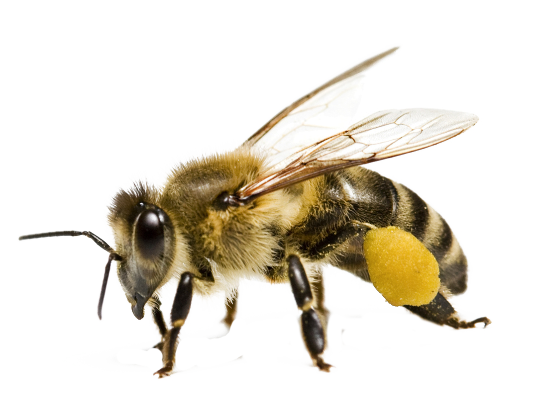 Download PNG image - Bee PNG Transparent Image 