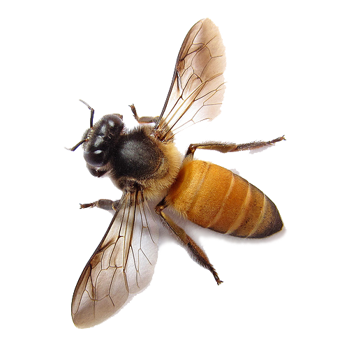 Download PNG image - Bee Transparent PNG 