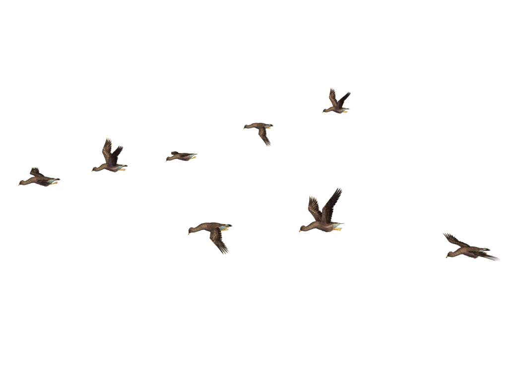 Download PNG image - Birds PNG File 