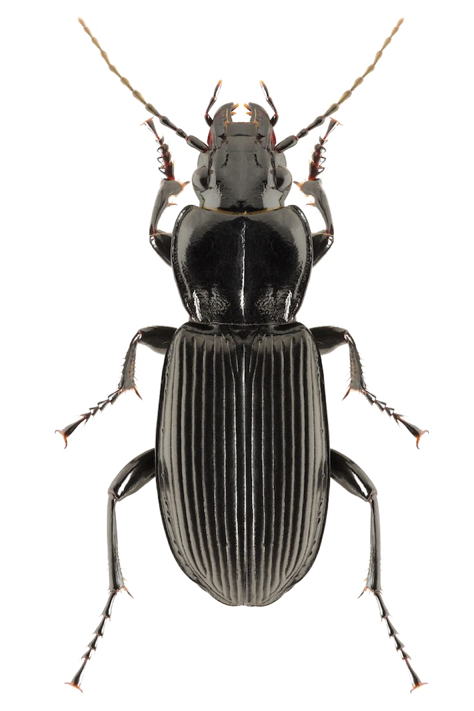 Download PNG image - Black Beetle PNG Clipart 