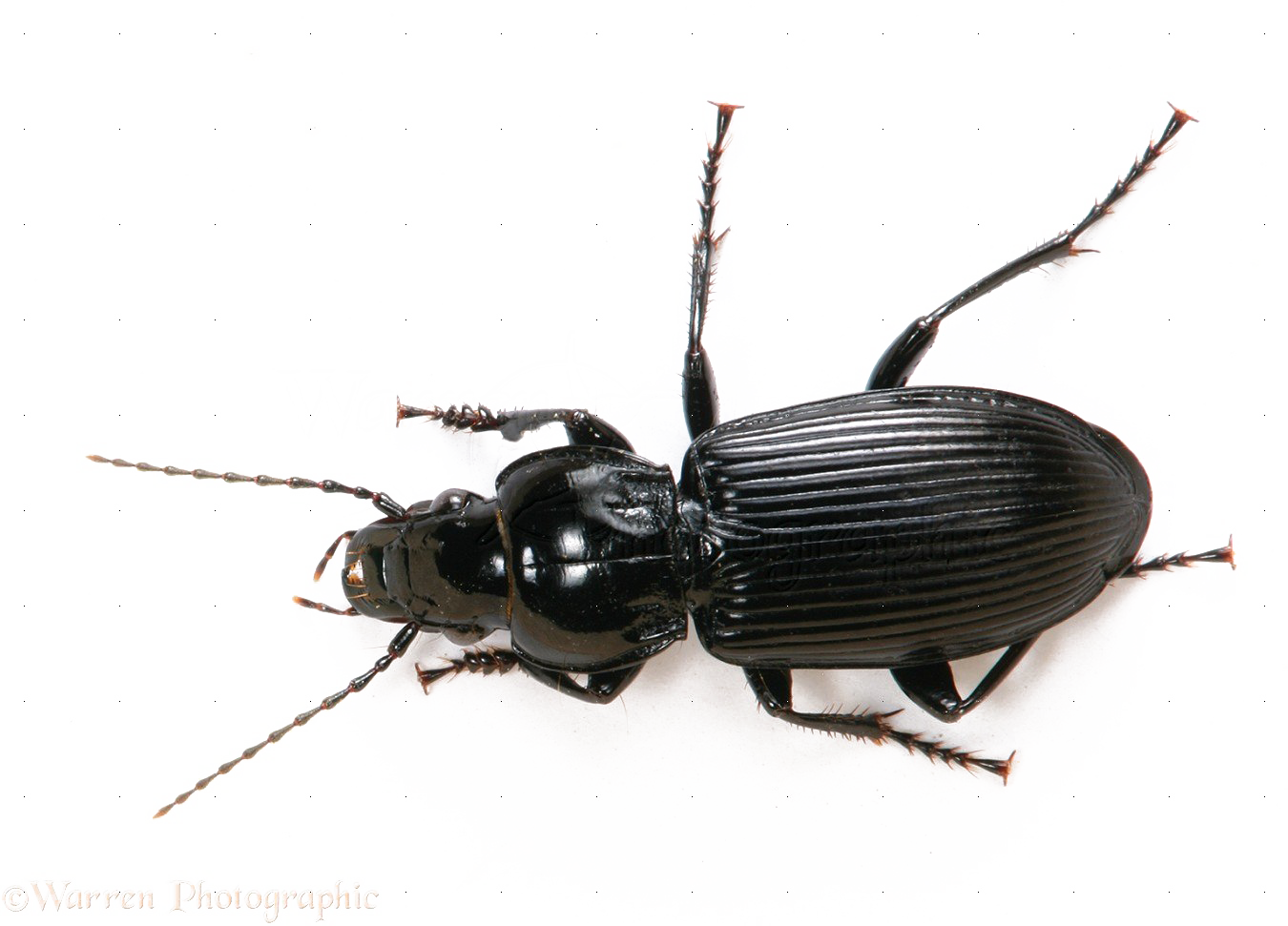 Download PNG image - Black Beetle PNG File 