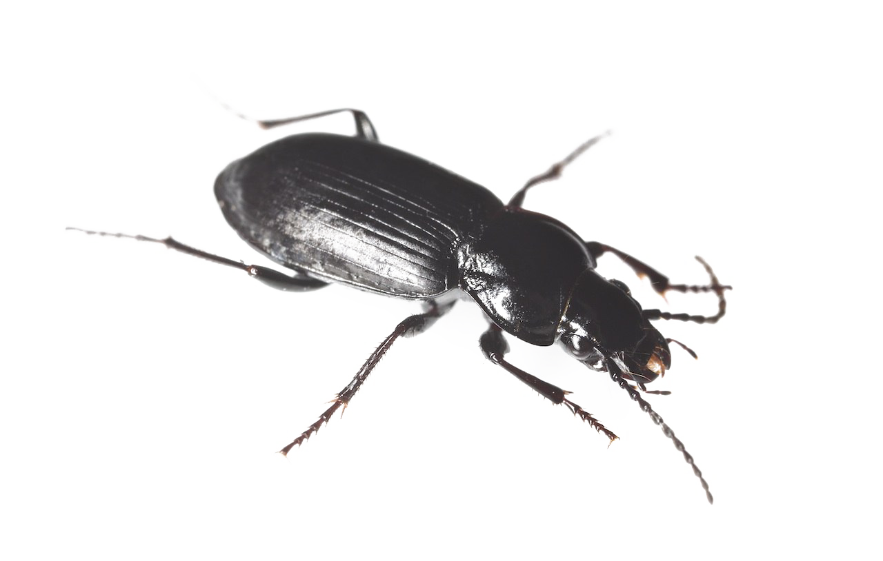 Download PNG image - Black Beetle PNG HD 