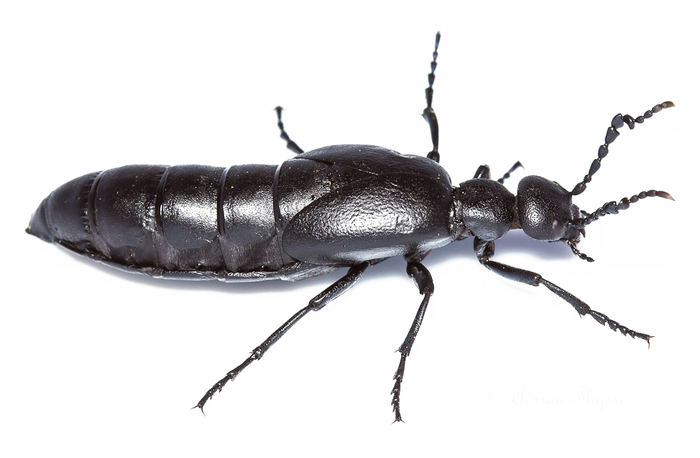 Download PNG image - Black Beetle PNG Image 