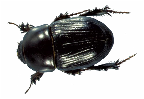 Download PNG image - Black Beetle PNG Picture 
