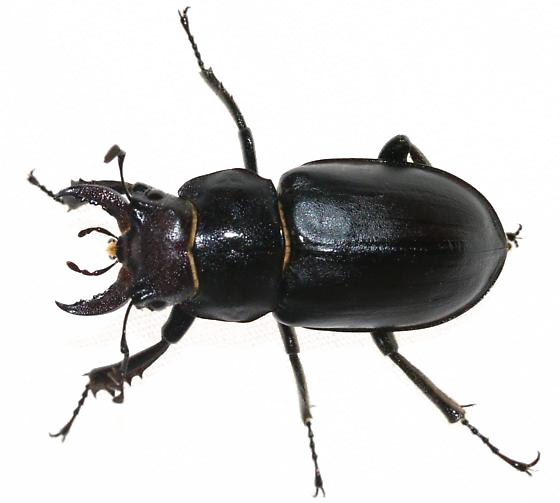 Download PNG image - Black Beetle PNG Transparent Image 