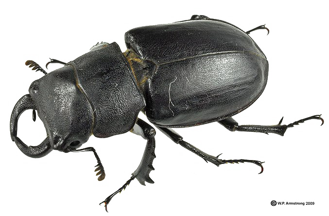 Download PNG image - Black Beetle PNG Transparent Picture 