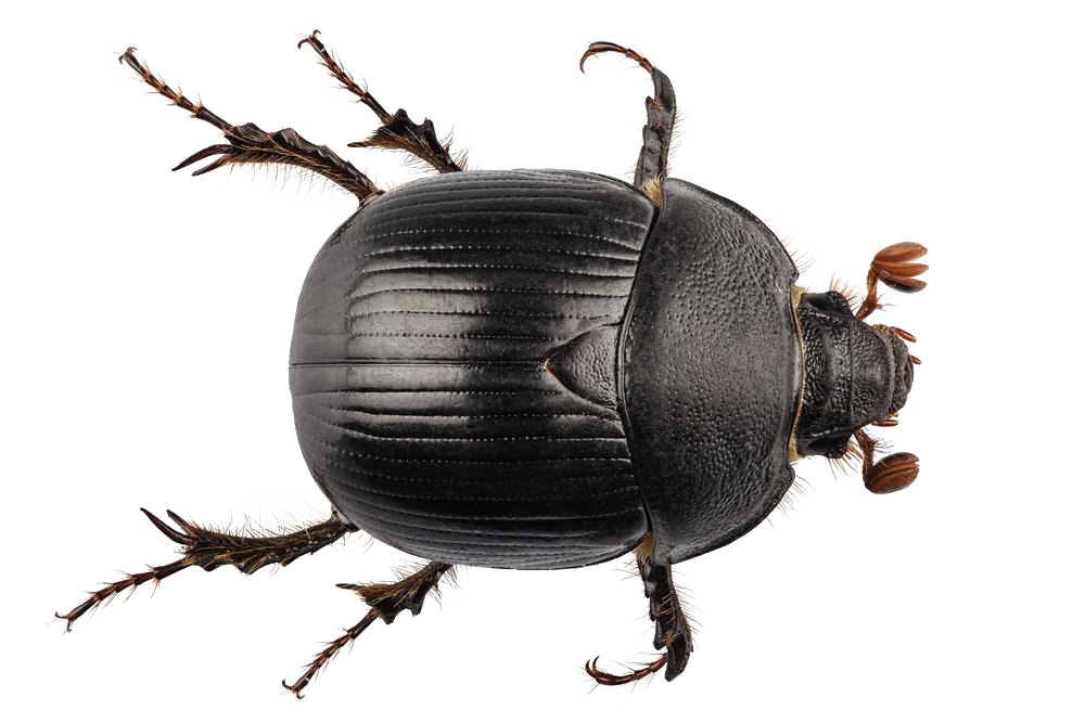 Download PNG image - Black Beetle PNG Transparent 