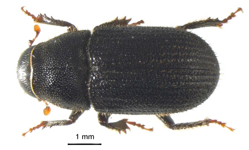 Download PNG image - Black Beetle Transparent Background 