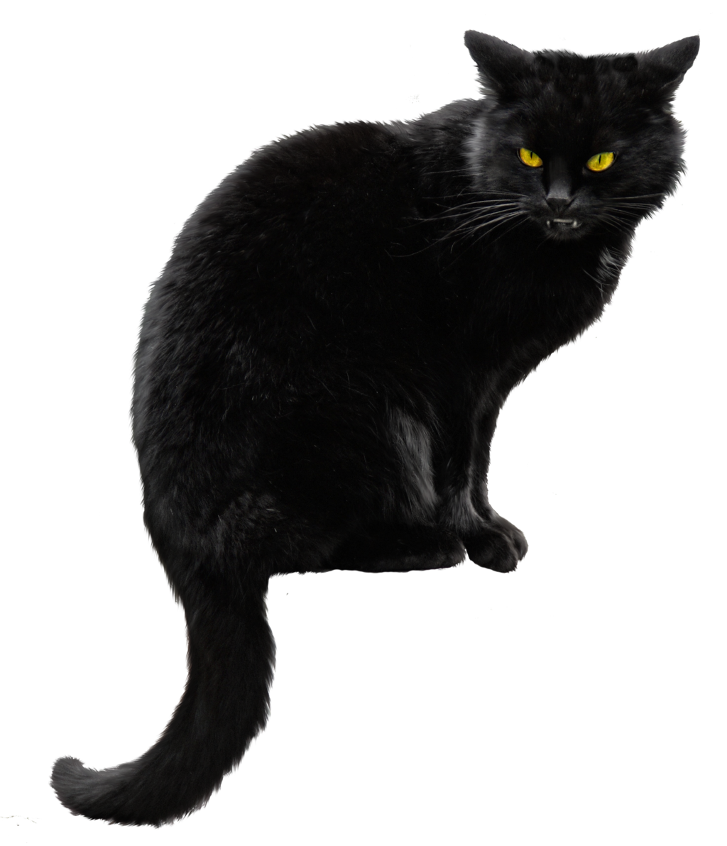 Download PNG image - Black Cat PNG File 
