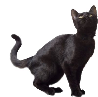 Download PNG image - Black Cat PNG Free Download 