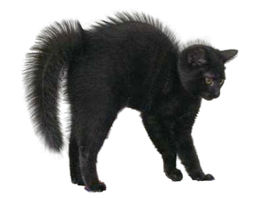 Download PNG image - Black Cat PNG Image 