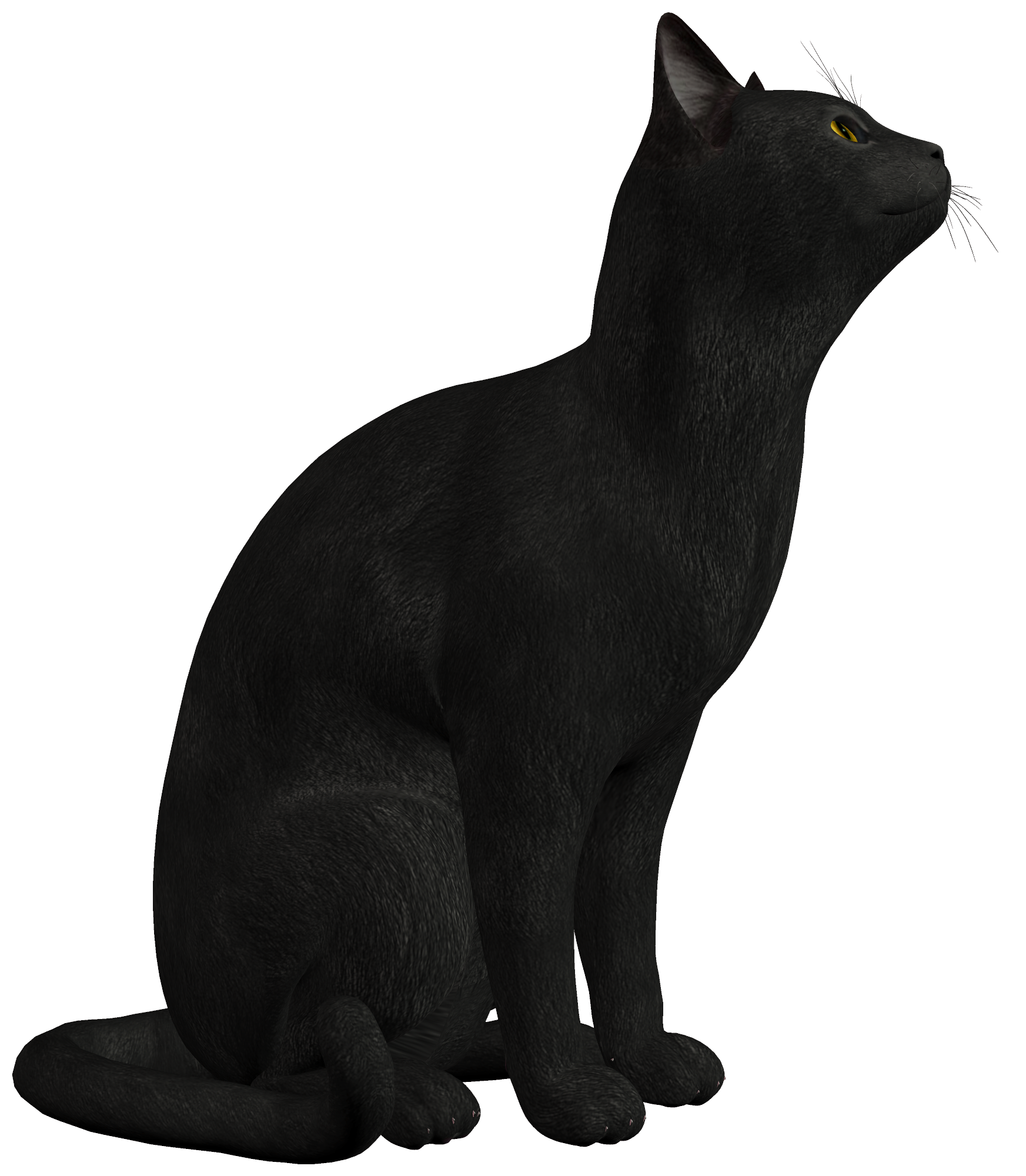 Download PNG image - Black Cat PNG Photo 