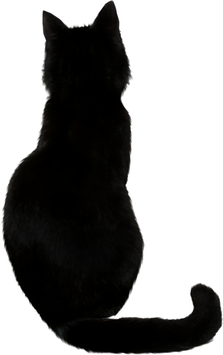 Download PNG image - Black Cat PNG Photos 