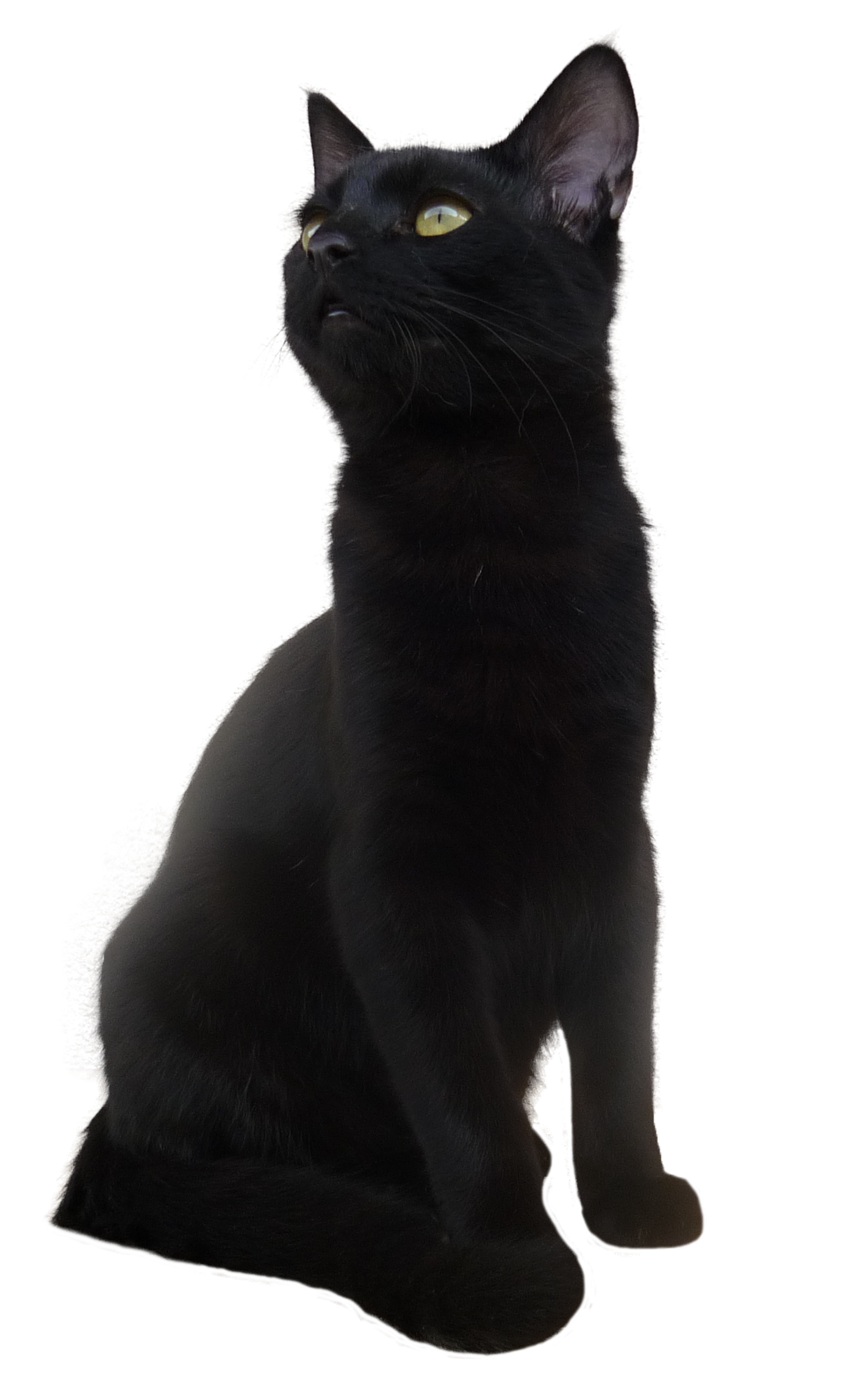 Download PNG image - Black Cat PNG Transparent Picture 