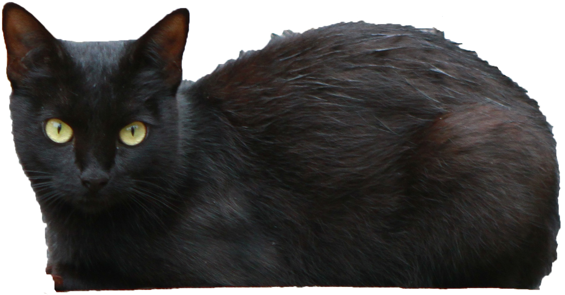 Download PNG image - Black Cat Transparent PNG 