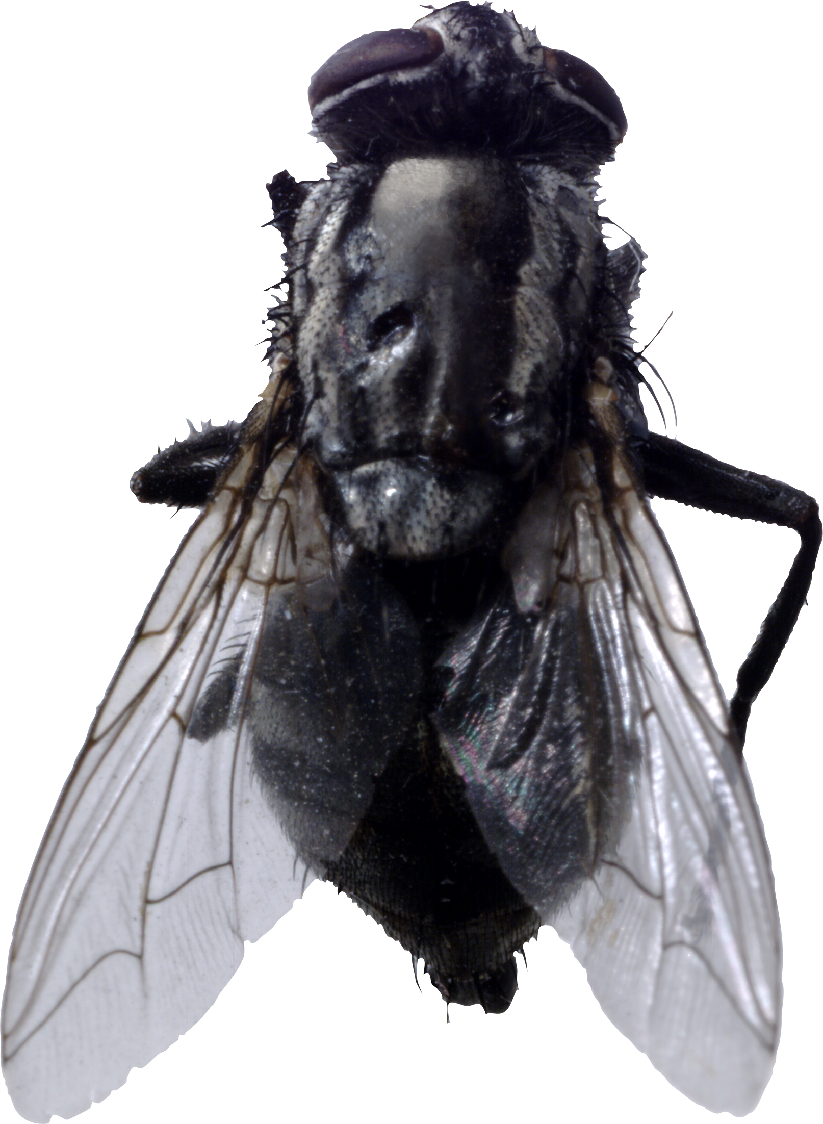 Download PNG image - Black Horse Fly PNG Transparent Image 