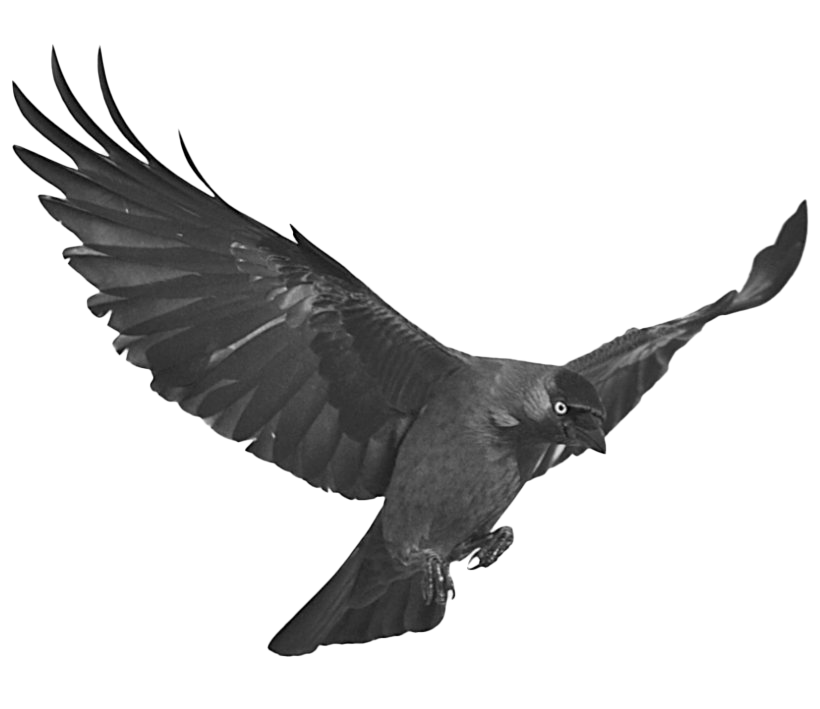 Black Raven PNG Photos