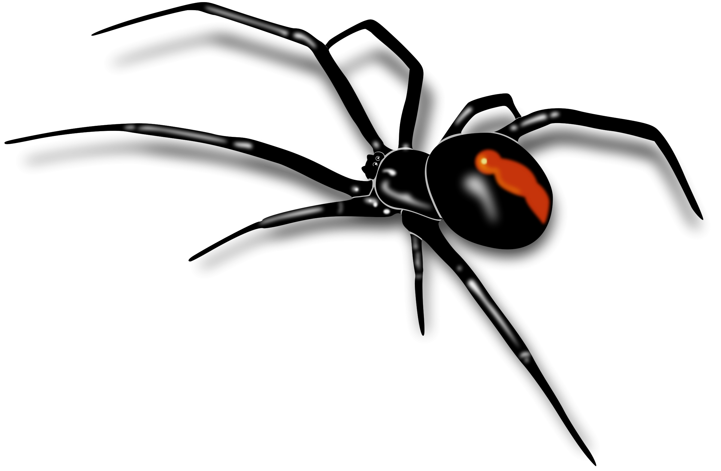 Download PNG image - Black Widow Spider PNG Pic 