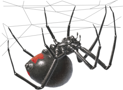Download PNG image - Black Widow Spider PNG Transparent Image 