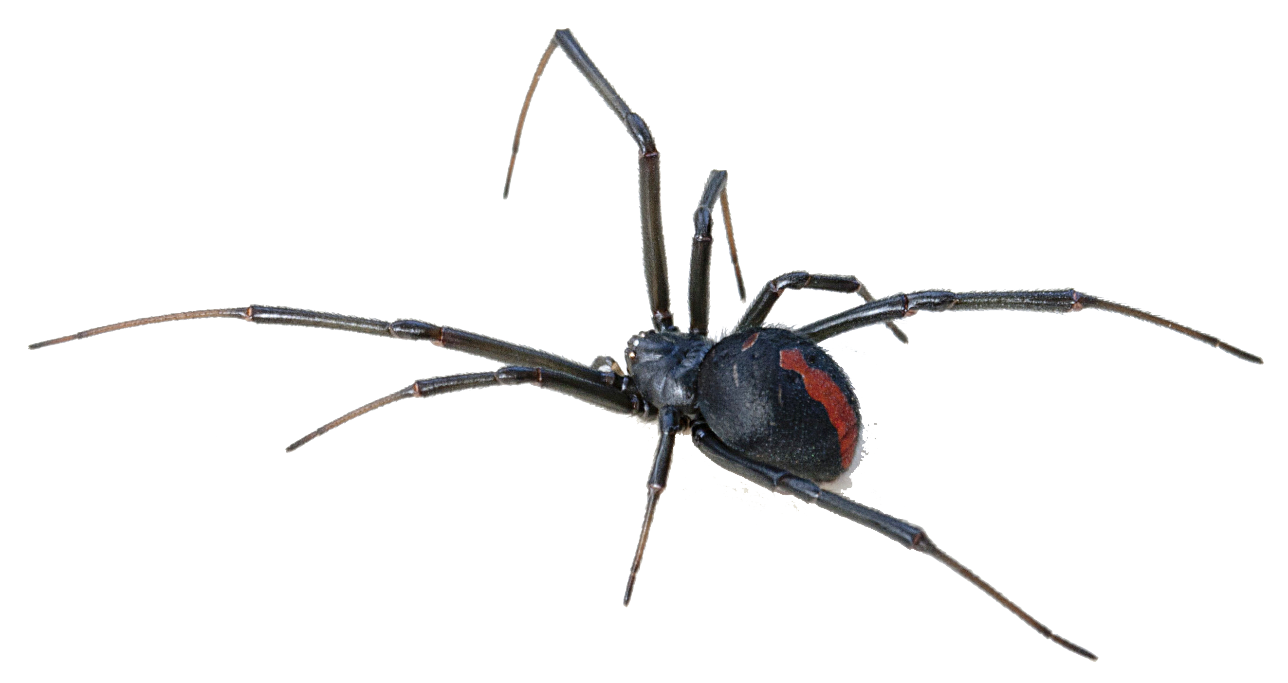 Download PNG image - Black Widow Spider Transparent Background 