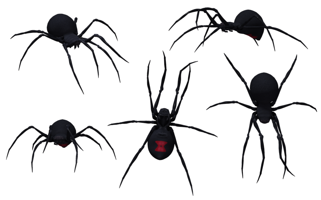 Download PNG image - Black Widow Spider 