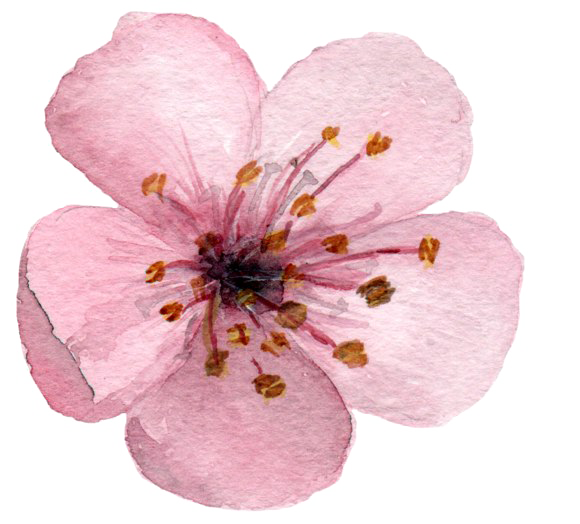 Download PNG image - Blossom PNG Clipart Background 