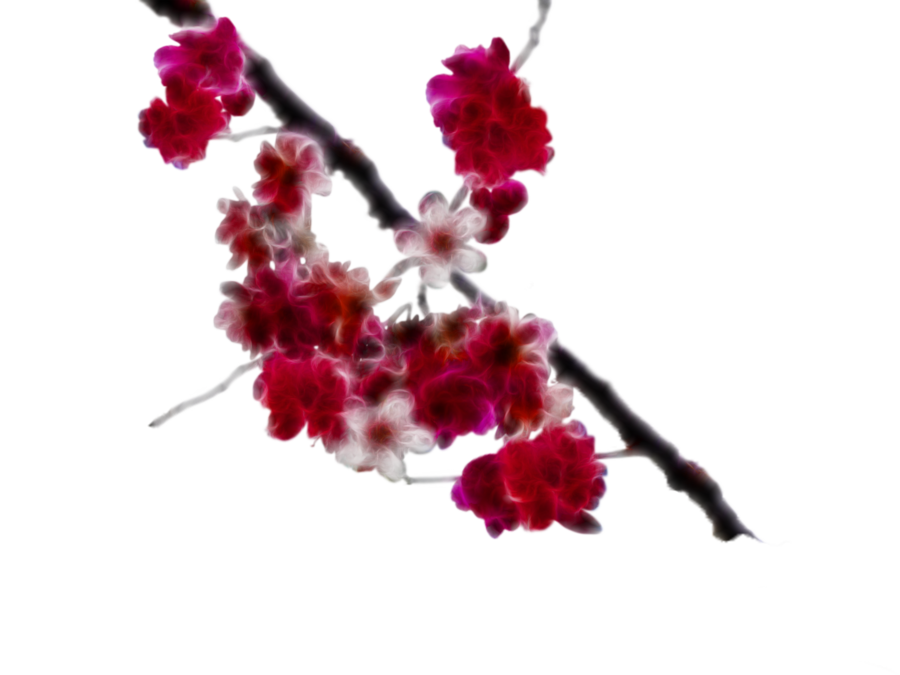 Download PNG image - Blossom PNG Clipart 