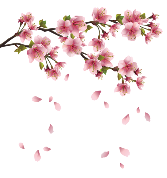 Download PNG image - Blossom PNG Free Image 