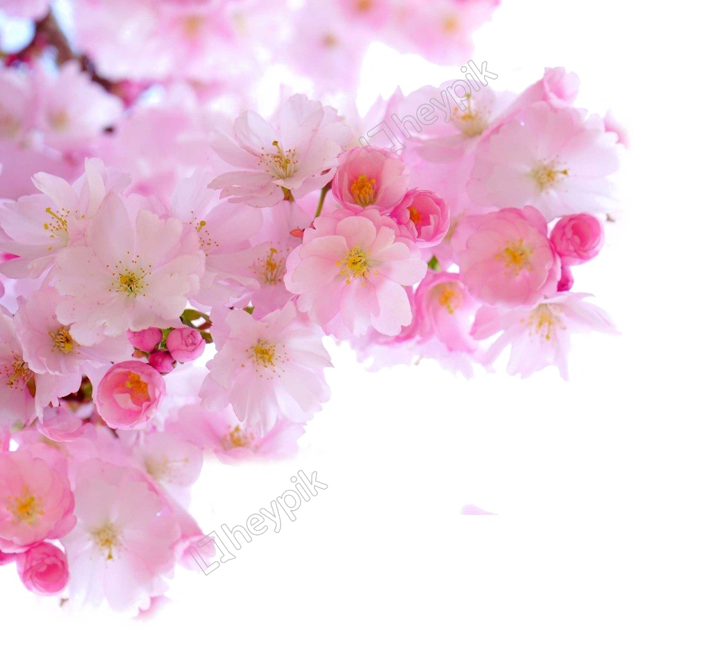 Download PNG image - Blossom PNG Image Free Download 