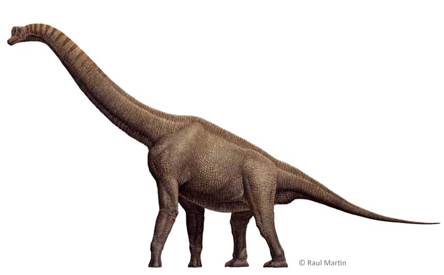 Download PNG image - Brachiosaurus PNG Free Download 