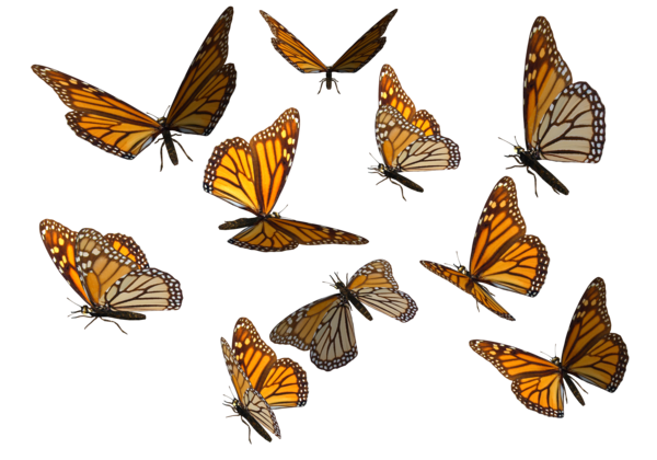 Download PNG image - Butterflies Swarm Transparent Background 