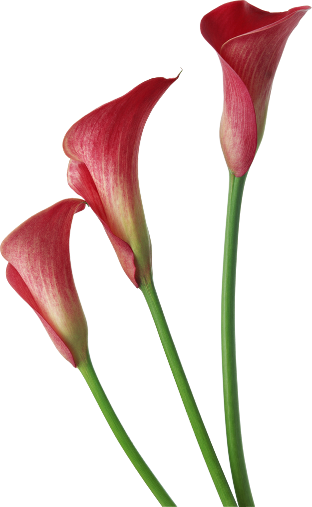 Download PNG image - Calla PNG Picture 