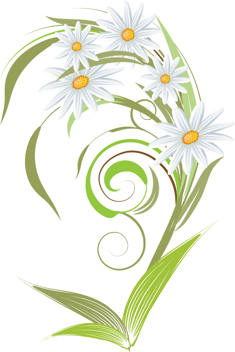 Download PNG image - Camomile Art PNG 