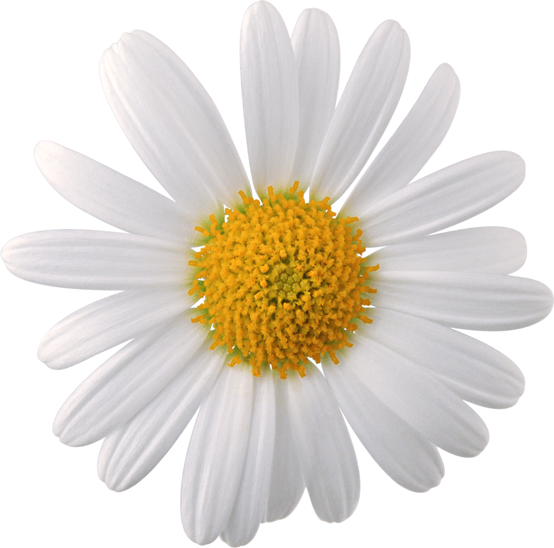 Download PNG image - Camomile Face PNG 