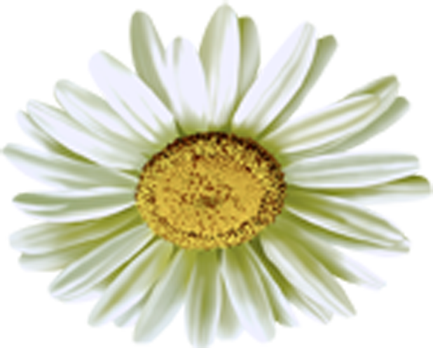 Download PNG image - Camomile Flower PNG 